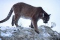 /album/fotky2/mountain-lion-01623-kopia-jpg2/
